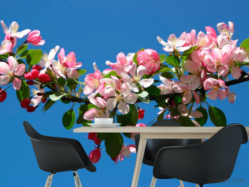 Фотошпалери Фотошпалери Черешня квітуча - 1