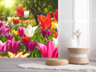 Фотошпалери Гострокінцеві тюльпани - 2