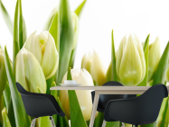 Фотошпалери Тюльпани - 1