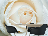 Фотошпалери Біла троянда макро-зйомка - 1