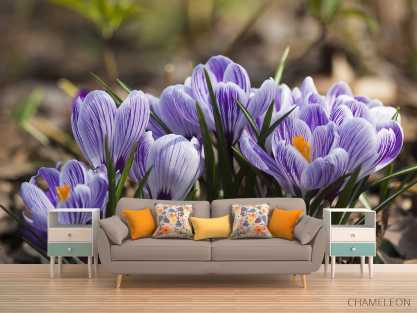 Фотообои Крокусы фиолетовые - 1