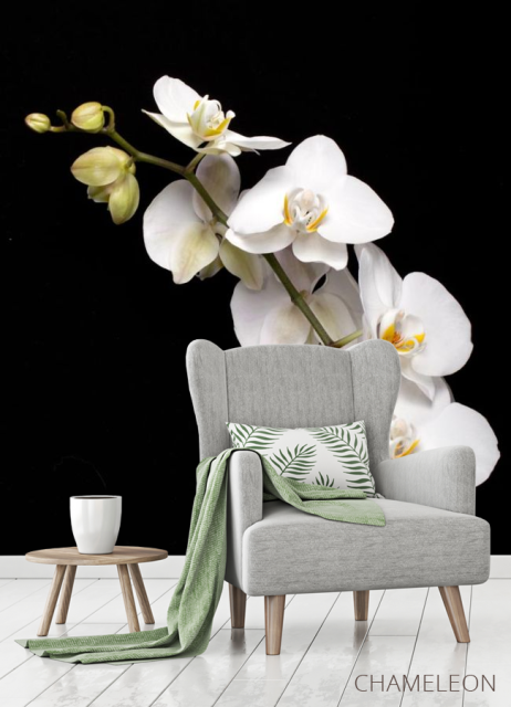 Фотообои веточка белой орхидеи на черном фоне - 3