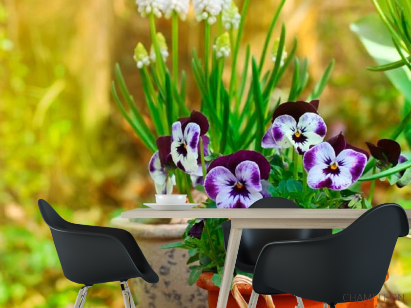 Фотошпалери Горщик з фіалками - 1