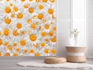 Фотошпалери Ромашки яскраві - 2