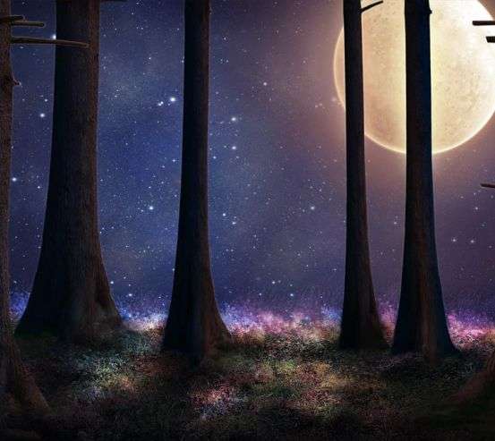 Фотообои луна в лесу Фотообои луна в лесу 31537