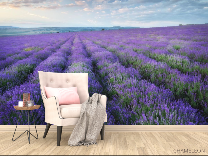 Фотообои лавандавое поле - 4