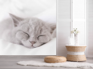 Фотошпалери сіре кошеня спить - 2