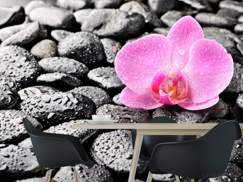 Фотошпалери Орхідея, роса, камені - 1