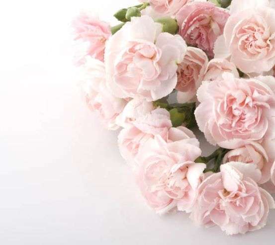 Фотошпалери пудрове гвоздики Фотошпалери пудрове гвоздики 30134