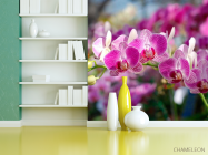 Фотошпалери Рожеві орхідеї цвітуть - 3