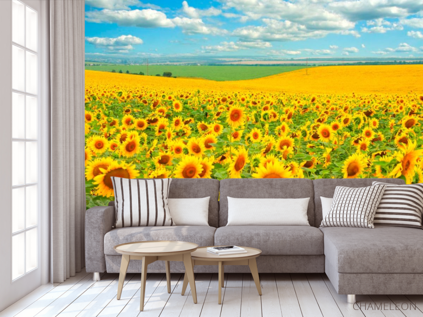 Фотообои Поле, засеянное подсолнухами - 3