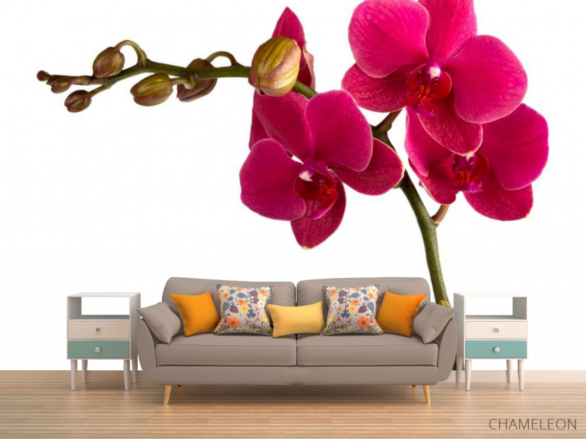Фотообои Ветка бардовых орхидей - 1