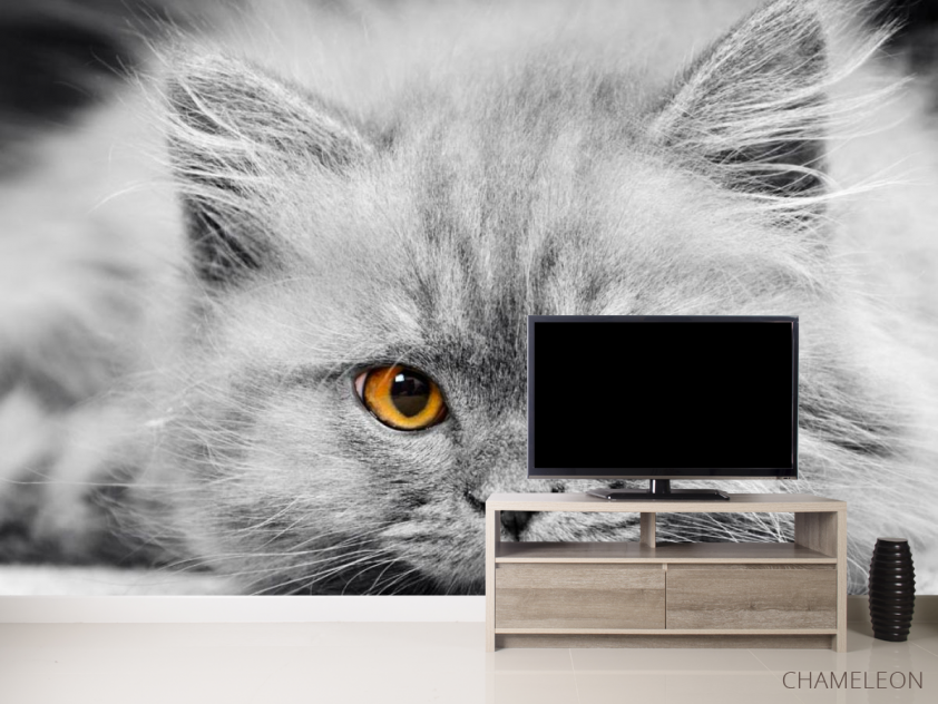 Фотообои Серый котенок - 2