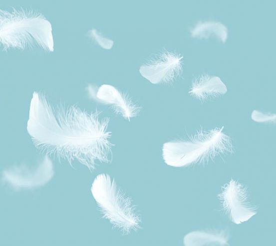 Фотообои Белые перья на голубом 32465