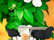 Фотошпалери Цвіте шипшина - 1