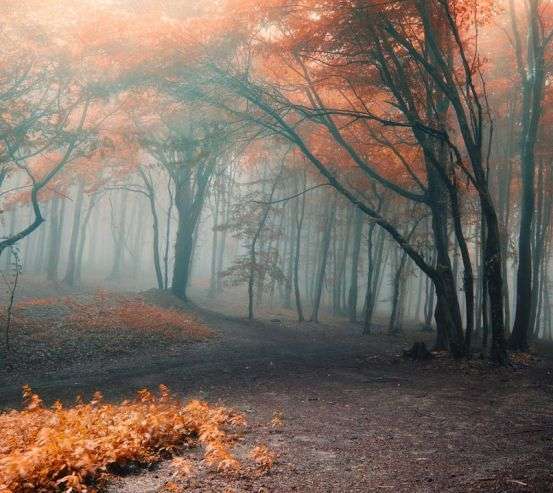 Фотообои осенний лес 20362
