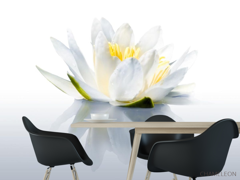 Фотообои водяная лилия - 1