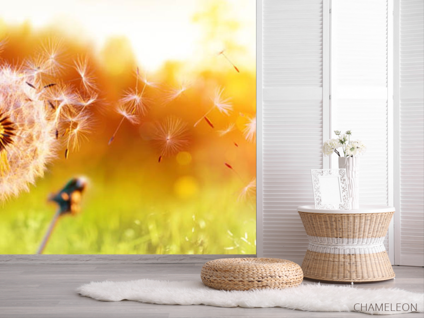 Фотошпалери кульбаба в полі - 2