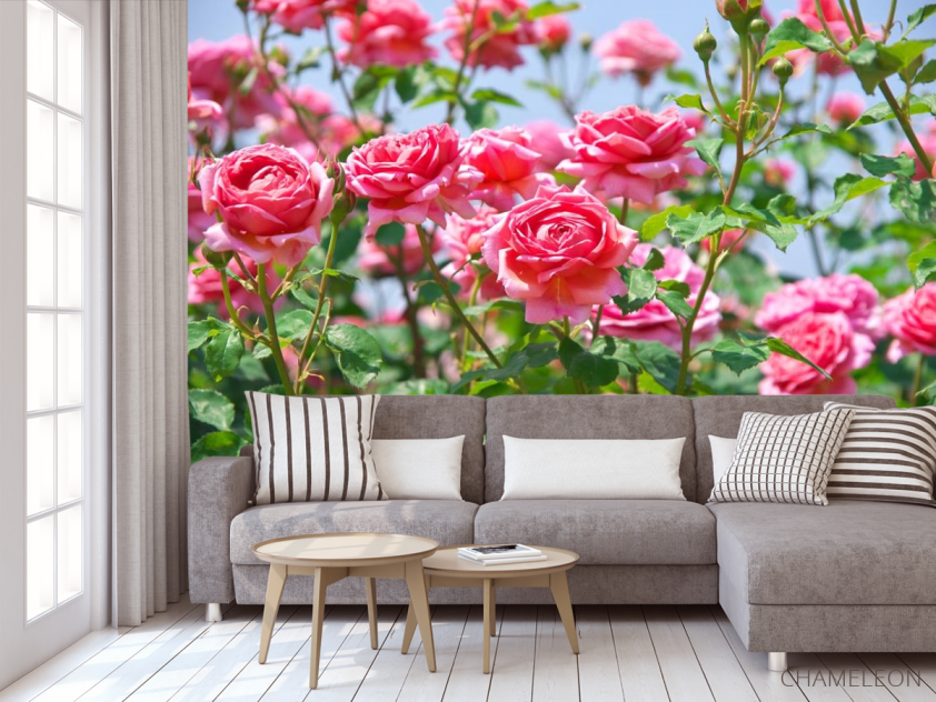 Фотообои кустарники роз - 3