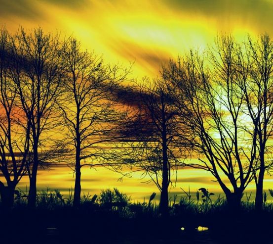 Фотообои желтое небо за деревьями 21042