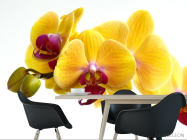 Фотошпалери жовті орхідеї на білому тлі - 1