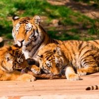 Фотошпалери Тигри