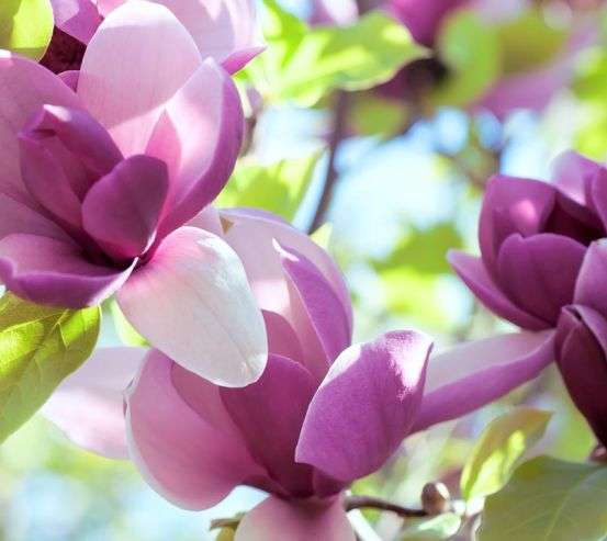 Фотошпалери біло-фіолетові квіти на дереві Фотошпалери біло-фіолетові квіти на дереві 20898