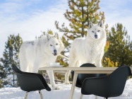 Фотошпалери два білих вовка на снігу - 1