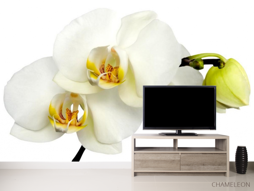 Фотообои Орхидеи желто-белые - 2