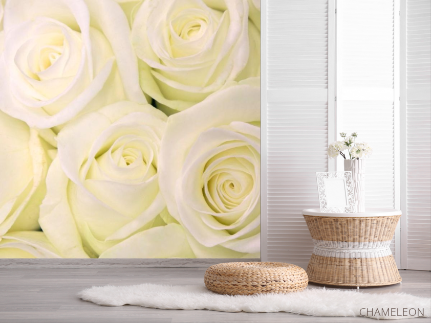 Фотошпалери Троянди білосніжного відтінку - 2
