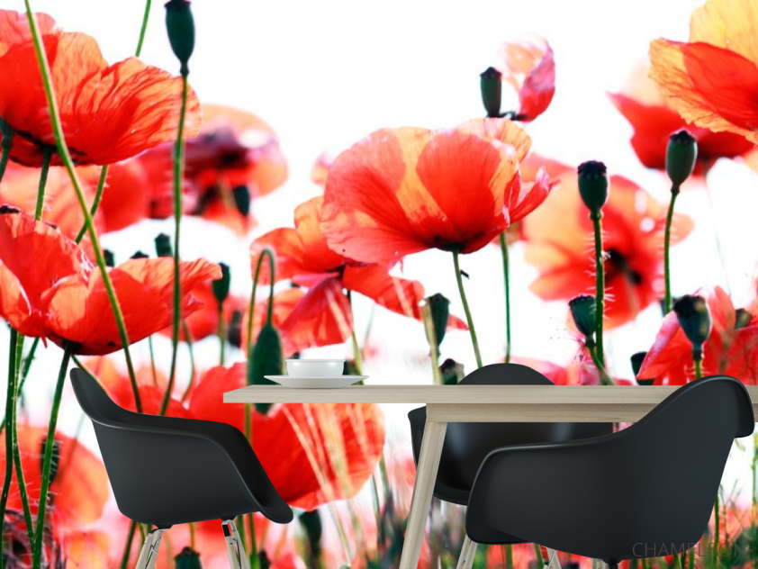 Фотошпалери Степові маки зацвіли - 1