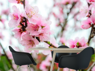 Фотошпалери рожева сакура - 1