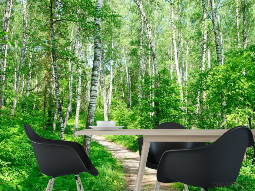 Фотошпалери Ліс, берізки - 1