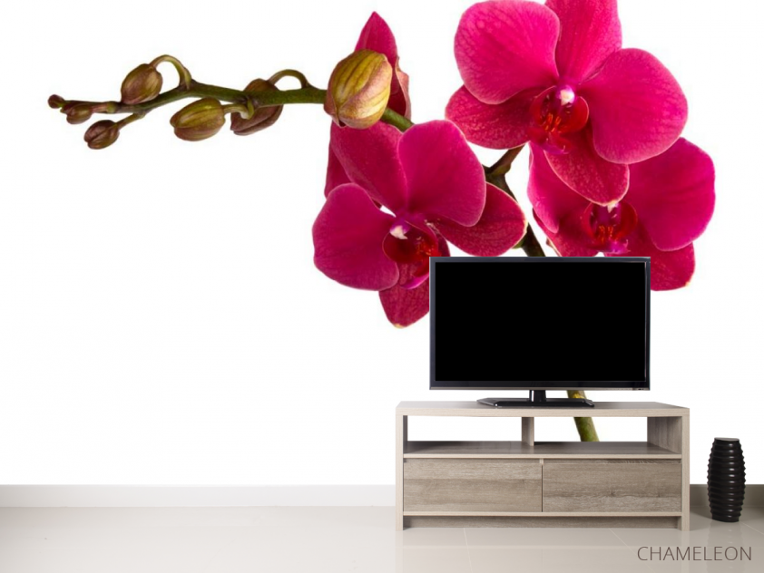 Фотообои Ветка бардовых орхидей - 2