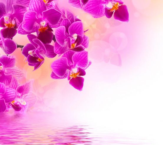 Фотообои Малиновые цветы над водой 9702