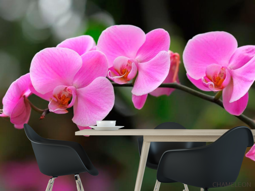 Фотошпалери Орхідеї ніжно-рожеві - 1