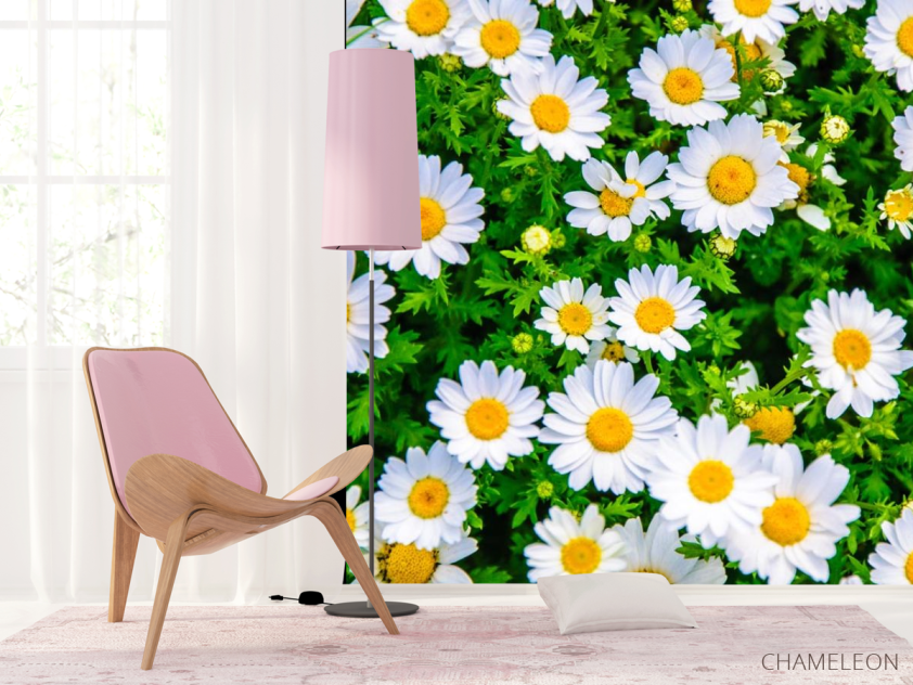 Фотошпалери ромашки і зелень - 4