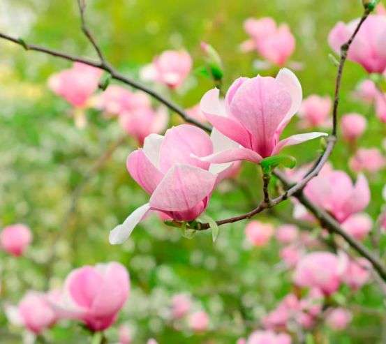 Фотообои Розовый имбирь Фотообои Розовый имбирь 4676