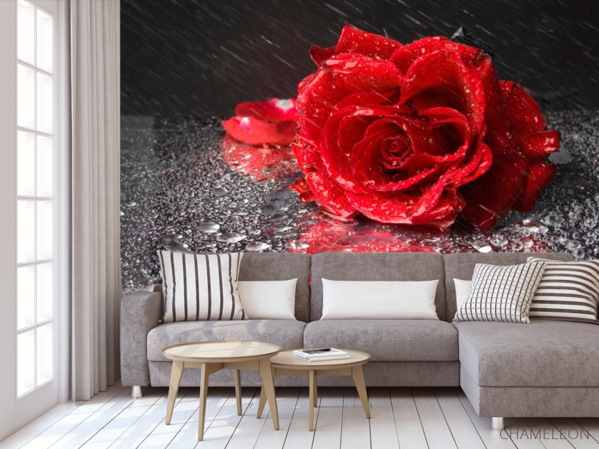 Фотообои Бардовая роза - 3