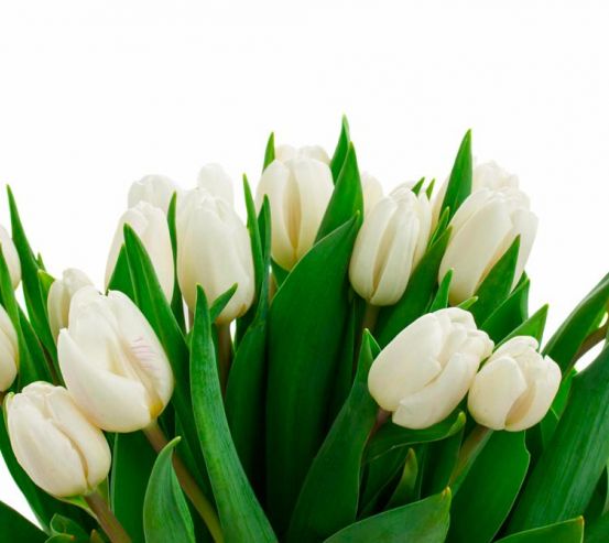 Фотообои Белые тюльпаны 12873