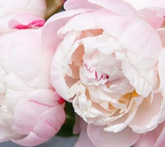 Фотообои нежные бело-розовые пионы Фотообои нежные бело-розовые пионы 21504