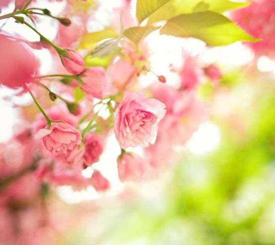 Фотообои розовые цветки Фотообои розовые цветки 20369