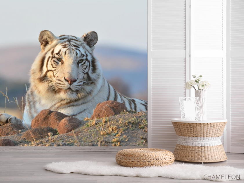 Фотошпалери білий тигр - 2