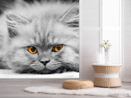 Фотошпалери Сіре кошеня - 2