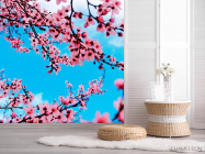 Фотошпалери Квітуча навесні вишня - 2