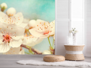 Фотошпалери Суцвіття квітів черешні - 2