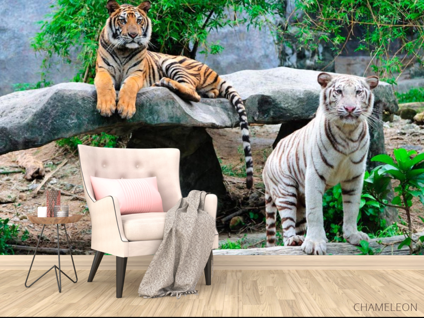 Фотообои Любознательные тигры - 4