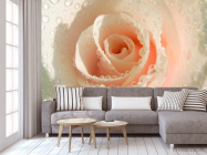 Фотообои Кремовая роза и роса - 3