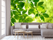 Фотообои зеленые листья на дереве - 3