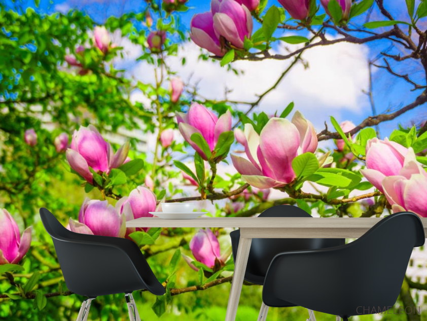 Фотошпалери магнолії рожеві на деревах - 1